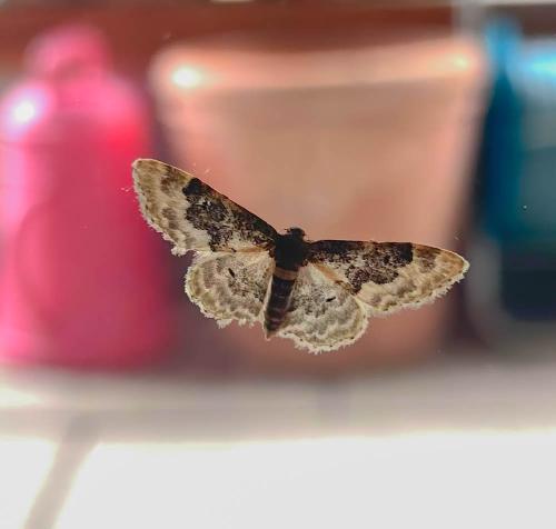 Réf. 305 859 : Idaea rusticata